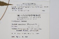 突尖小毛蕨藏品圖，第2張