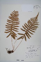 密毛毛蕨藏品圖，第1張