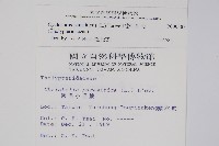 密毛毛蕨藏品圖，第2張