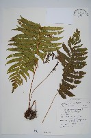 密毛毛蕨藏品圖，第1張