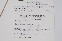 密毛毛蕨藏品圖，第2張