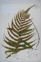 密毛毛蕨藏品圖，第1張