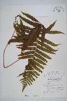 密毛毛蕨藏品圖，第1張