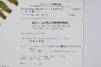 密毛毛蕨藏品圖，第2張