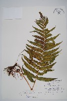 密毛毛蕨藏品圖，第1張