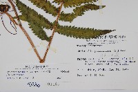 密毛毛蕨藏品圖，第2張