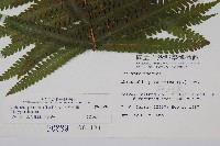 密毛毛蕨藏品圖，第2張