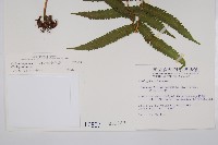 密毛毛蕨藏品圖，第2張