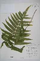 梳毛蕨藏品圖，第1張