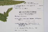 梳毛蕨藏品圖，第2張