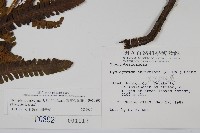 截葉金星蕨藏品圖，第2張
