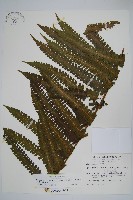 截葉金星蕨藏品圖，第1張