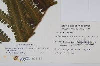 截葉金星蕨藏品圖，第2張