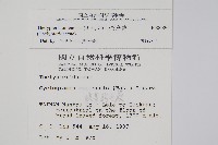 擬茯蕨藏品圖，第2張