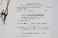 擬茯蕨藏品圖，第2張