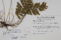擬茯蕨藏品圖，第2張