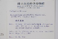 威氏聖蕨藏品圖，第2張