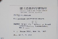 聖蕨藏品圖，第2張