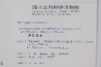 威氏聖蕨藏品圖，第2張