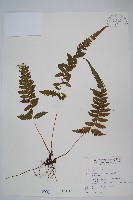 尾葉茯蕨藏品圖，第1張