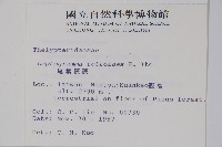 尾葉茯蕨藏品圖，第2張