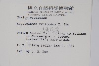 尾葉茯蕨藏品圖，第2張