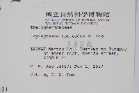 尾葉茯蕨藏品圖，第2張