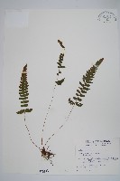 尾葉茯蕨藏品圖，第1張