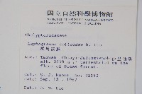 尾葉茯蕨藏品圖，第2張