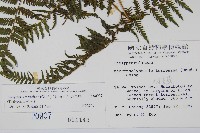 粗毛金星蕨藏品圖，第2張