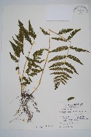 微毛凸軸蕨藏品圖，第1張