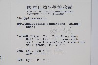 微毛凸軸蕨藏品圖，第2張