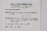 光葉凸軸蕨藏品圖，第2張