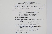烏來金星蕨、毛柄金星蕨藏品圖，第4張