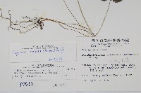 烏來金星蕨、毛柄金星蕨藏品圖，第2張