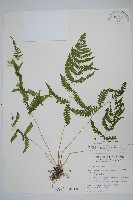 烏來金星蕨、毛柄金星蕨藏品圖，第1張