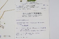 烏來金星蕨、毛柄金星蕨藏品圖，第2張