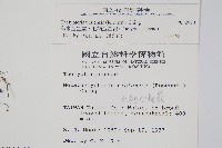 烏來金星蕨、毛柄金星蕨藏品圖，第2張