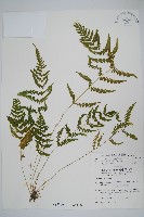 烏來金星蕨、毛柄金星蕨藏品圖，第1張