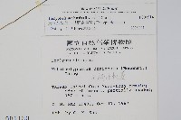 烏來金星蕨、毛柄金星蕨藏品圖，第2張