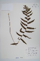 鈍頭副金星蕨藏品圖，第1張