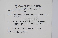 鈍頭副金星蕨藏品圖，第2張