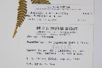 栗柄副金星蕨藏品圖，第2張