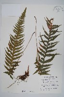 翅軸假金星蕨、短柄卵果蕨藏品圖，第1張