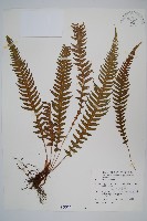 翅軸假金星蕨、短柄卵果蕨藏品圖，第1張