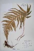 翅軸假金星蕨、短柄卵果蕨藏品圖，第1張