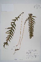 翅軸假金星蕨、短柄卵果蕨藏品圖，第1張