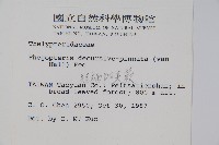 翅軸假金星蕨、短柄卵果蕨藏品圖，第2張