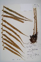 大葉毛蕨藏品圖，第1張