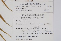 大葉毛蕨藏品圖，第2張